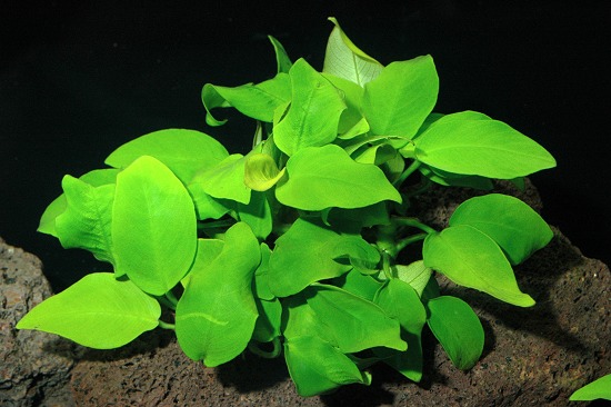 Анубиас Бартера - аквариумные растения - всё о жизни в аквариуме: рыбки,  растения, содержание, уход