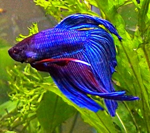 Петушок (Betta splendens)